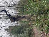 Interesting stump