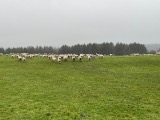 We spooked these sheep We spooked these sheep