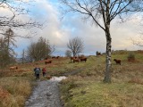 Highland cattle on the way Highland cattle on the way
