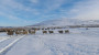 No grass for these sheep