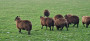 Black Welsh Mountain sheep Black Welsh Mountain sheep