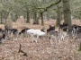 The Deer at Dunham Massey