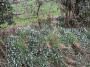 Beautiful snowdrops Beautiful snowdrops