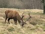 Deer oh deer, magnificent Deer oh deer, magnificent