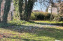 Crocus in the churchyard Crocus in the churchyard
