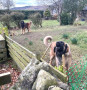 Nice doggies??