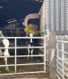 This cow was loving the back rub! This cow was loving the back rub!