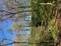 Priddy Bank Wood Priddy Bank Wood