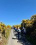 Gorse bush lane
