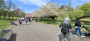 Sefton Park blossom Sefton Park blossom