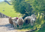 Sheep and lambs enjoying the sunshine