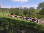 Apparently these cows were very frisky! Apparently these cows were very frisky!