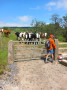 Those pesky cows Those pesky cows