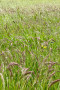 Grassland