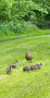 Quack quack