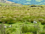 Sheep on the moor