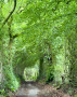 Green track
