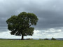 Majestic tree