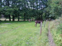 Donkeys but no Alma