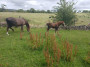 Mum and foal