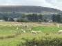 Baa to you too