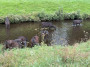Cooling drink for the cattle Cooling drink for the cattle