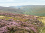 The heather in bloom