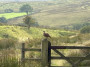 Grouse? Grouse?