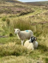 lots of sheep on the fells lots of sheep on the fells