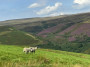 Beautiful heather Beautiful heather