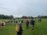 Those pesky cows Those pesky cows