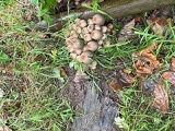 Fungi time