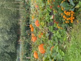 Pumpkin time too