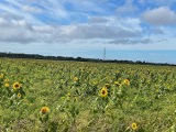 Sunflower field