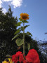It's always nice to see a sunflower It's always nice to see a sunflower