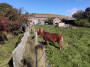 A nosy pony A nosy pony