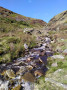 The Gill again The Gill again