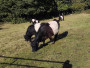 Grazers Grazers