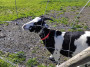 Friendly goat