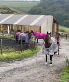 Watched by horses