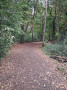Woodland track