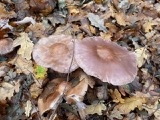 Interesting fungi