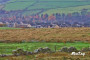 Autumn colours