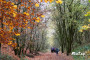 Lovely woodland Lovely woodland
