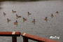 Quack