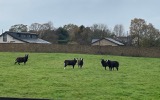 No Nick to tell us what sort of sheep these are