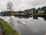 Swans a swimming