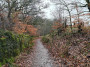 Still some colour in the leaves Still some colour in the leaves