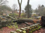 Fallen tree Fallen tree