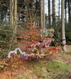 Christmas in the wood Christmas in the wood